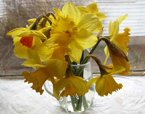Daffodils in the back porch window