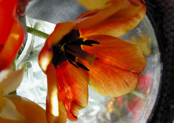 Red tulip and mirror