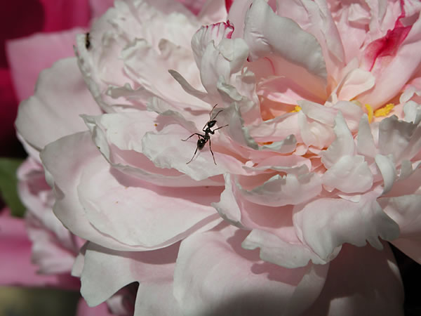 Ants in the peonies