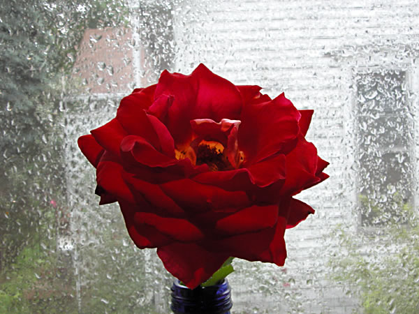 Rose and a rainy day