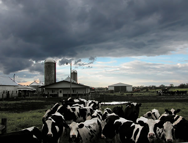 Dairy cows and rain clouds