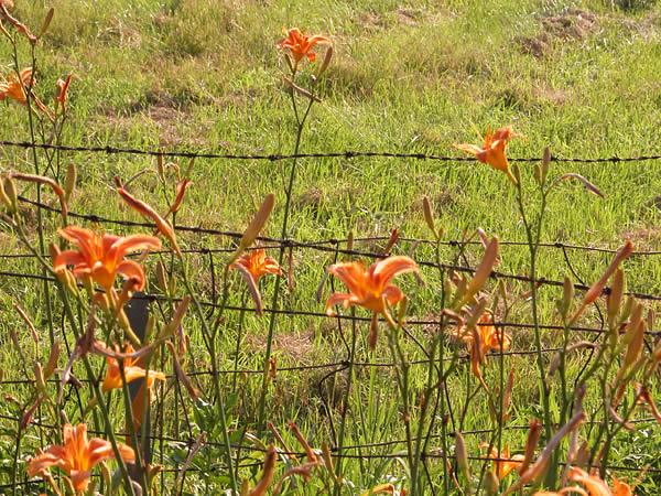 Daylillies along fence