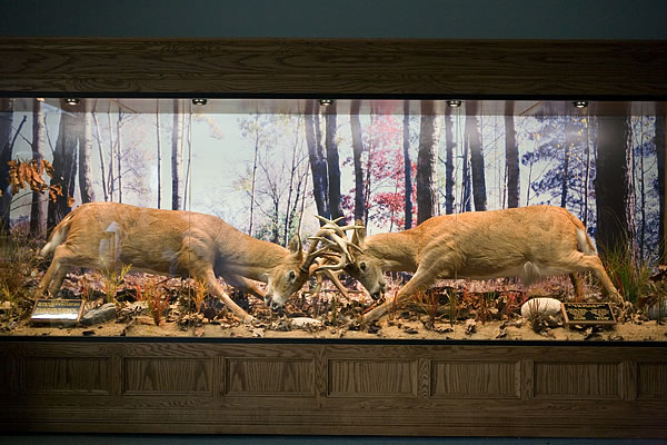 Drowned bucks who were found locked together in the Tippecanoe River, on display at Potawatami Wildlife Park