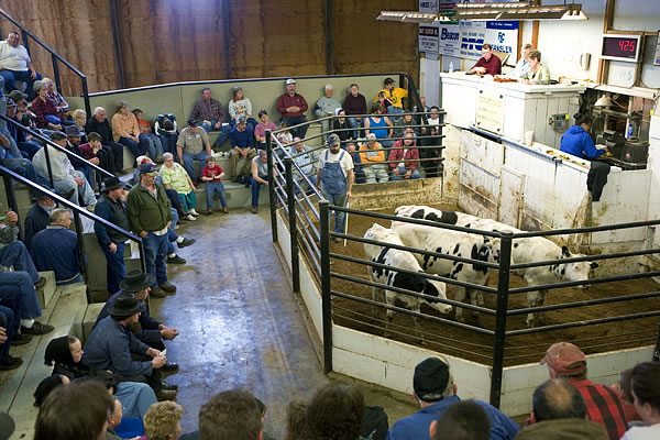 Selling cattle, Rochester Sale Barn