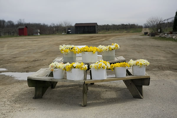 Daffodils for sale, Berrien County, Michigan