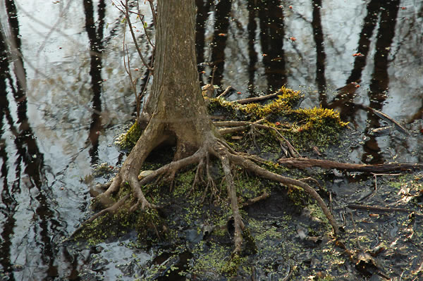 Tree standing in a pond in the woods, Rosewood Rd.