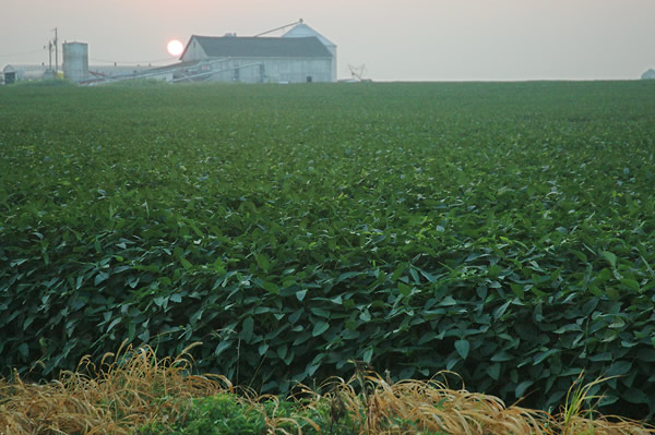 Bean field and sunset, Koskiusko County