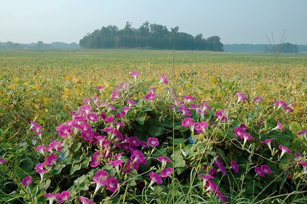 Morning glories growing at the edge of a beanfield, Starke County