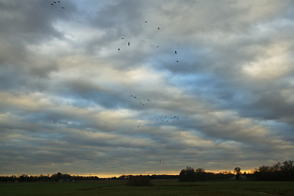 Sandhill cranes and clouds
